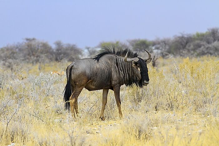 #10 Blue Wildebeest