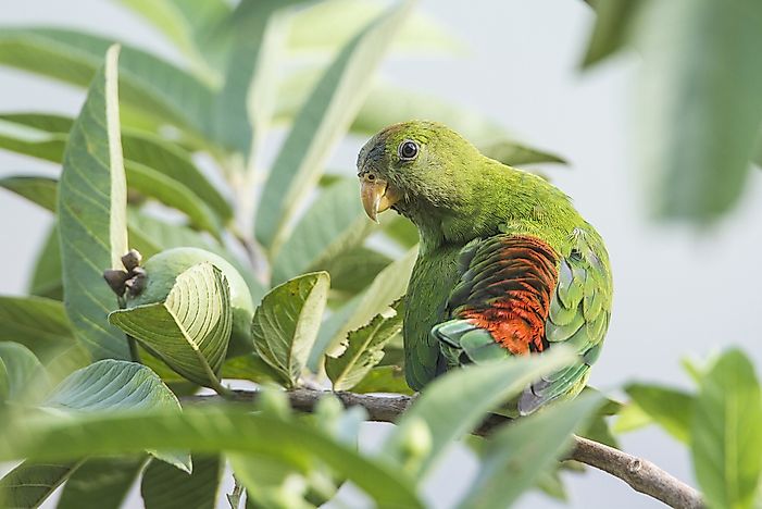 #7 Sri Lanka Hanging Parrot