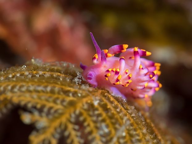 #1 Nudibranch