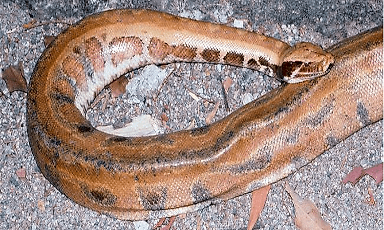 #6 Myanmar short-tailed python