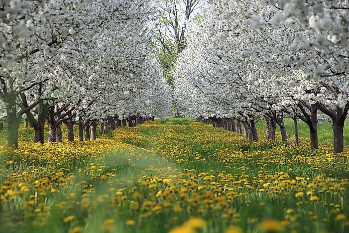 What Is The State Flower Of Michigan?