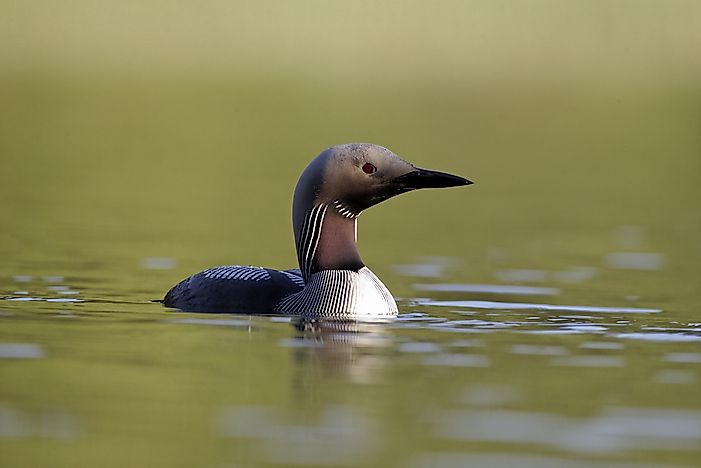 #4 Black-throated Loon
