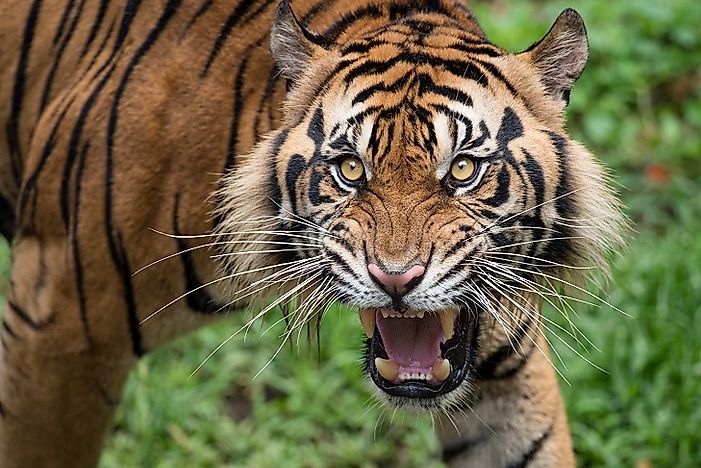 #2 Sumatran Tiger