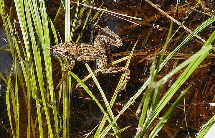 #13 Amphibians Of Alaska