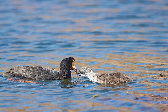 #7 Giant Coot