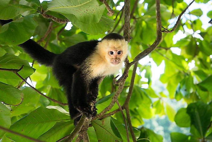 What and When is Monkey Day?