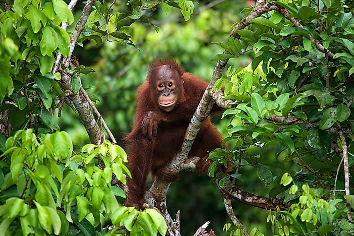 A baby orangutan. A baby orangutan.