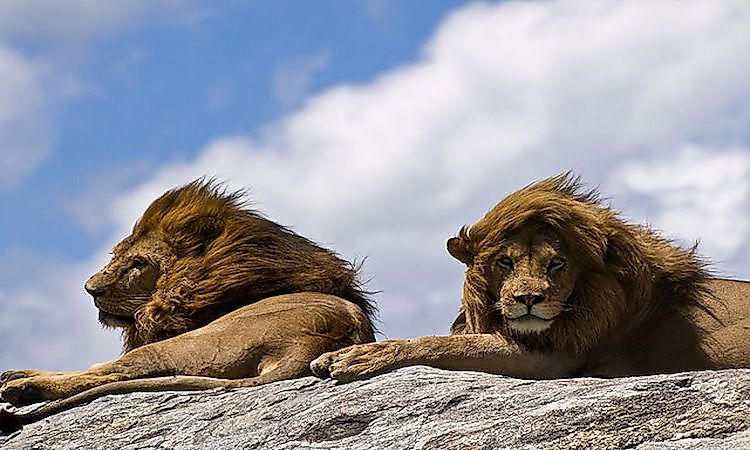 #5 Masai Lion -