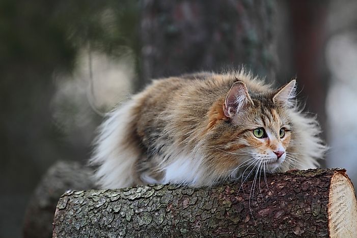 A Norwegian forest cat outdoors. A Norwegian forest cat outdoors.
