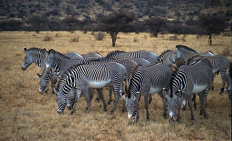#5 Grevy's Zebras