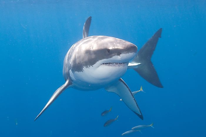 #3 Great White Shark - 26. 2 Feet