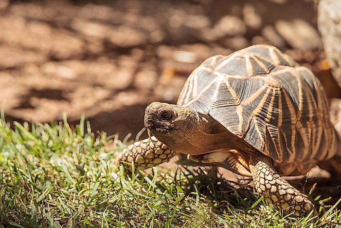 #7 Burmese Star Tortoise