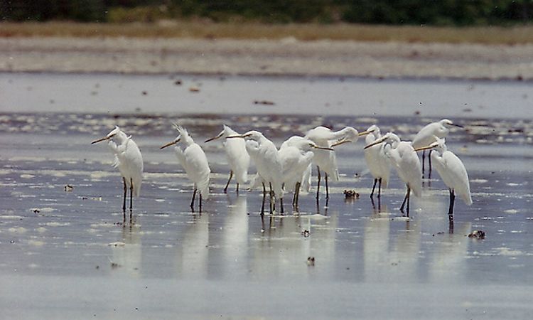 #5 Olango Island Wildlife Sanctuary -