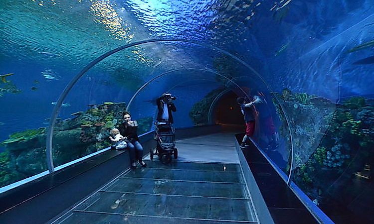 #5 Blue Planet Aquarium - Aquarium/Zoo
