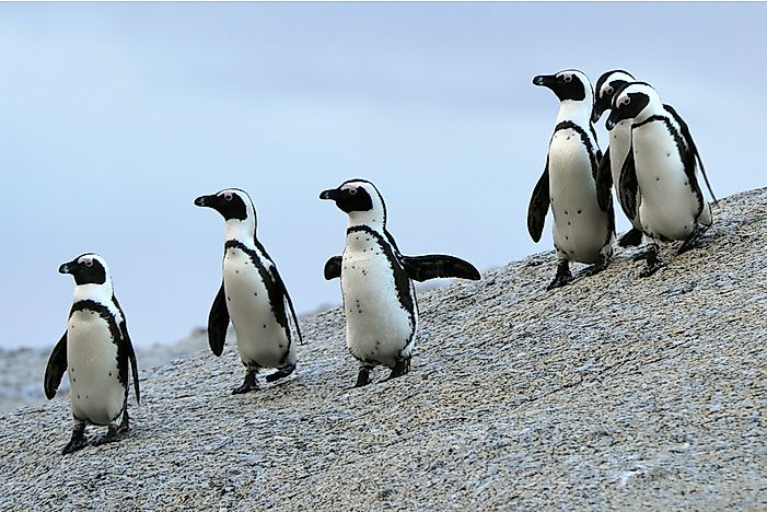 #2 African Penguin