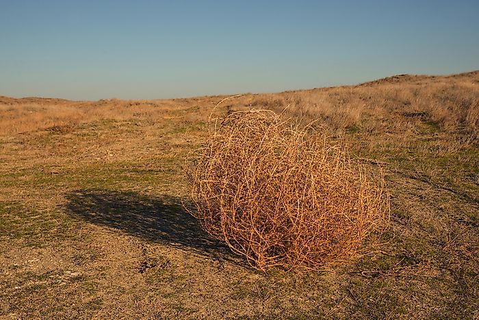 How Are Tumbleweeds Formed?