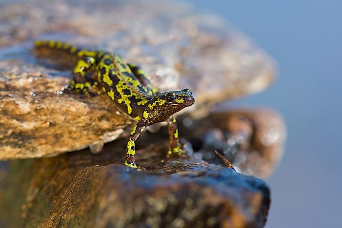 #1 Marbled Newt