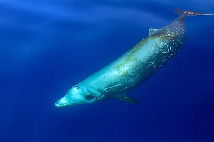 #1 Cuvier's Beaked Whale