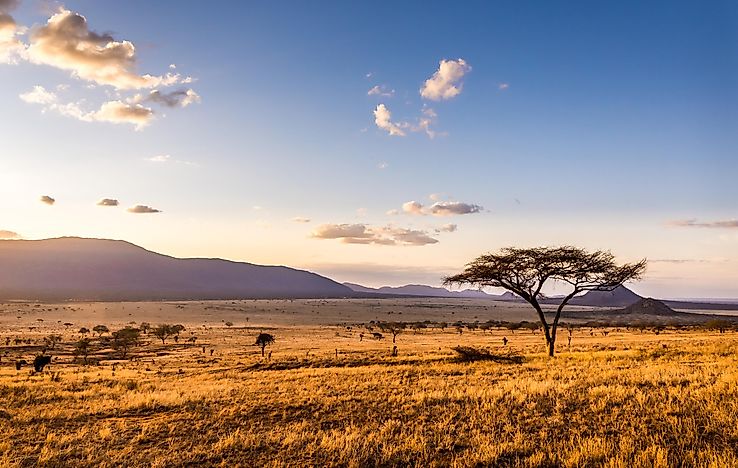 5 Major Types Of Vegetation In The World