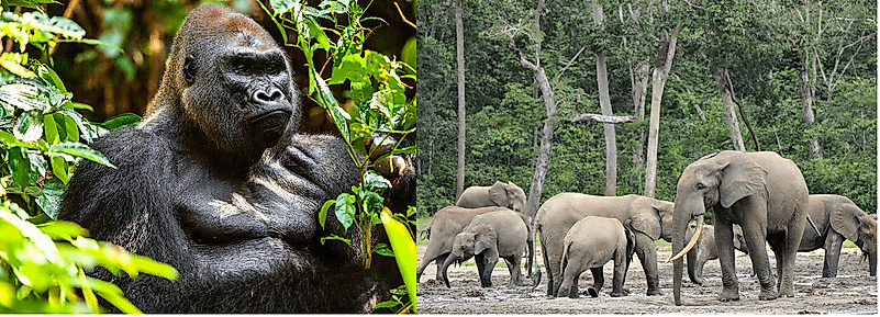Ecological Regions Of The Central African Republic