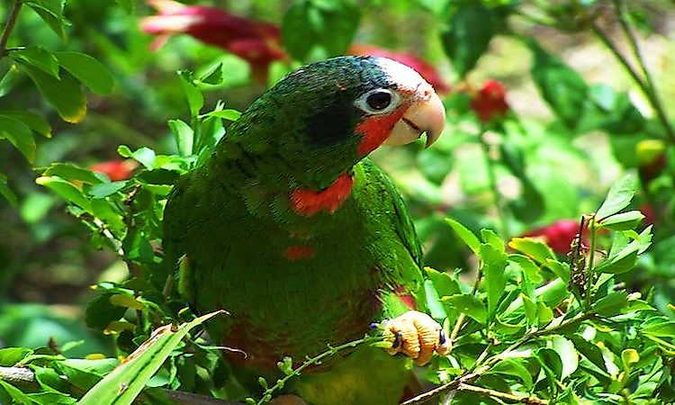 #5 Cuban Parrot -