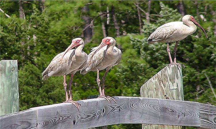 #2 Ibises -