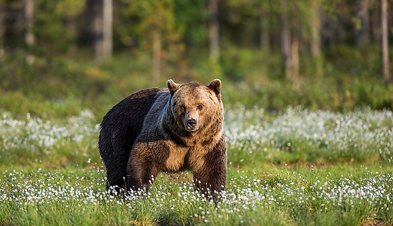 #3 Brown Bear