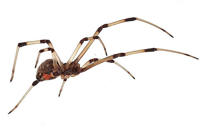 #6 Brown Widows