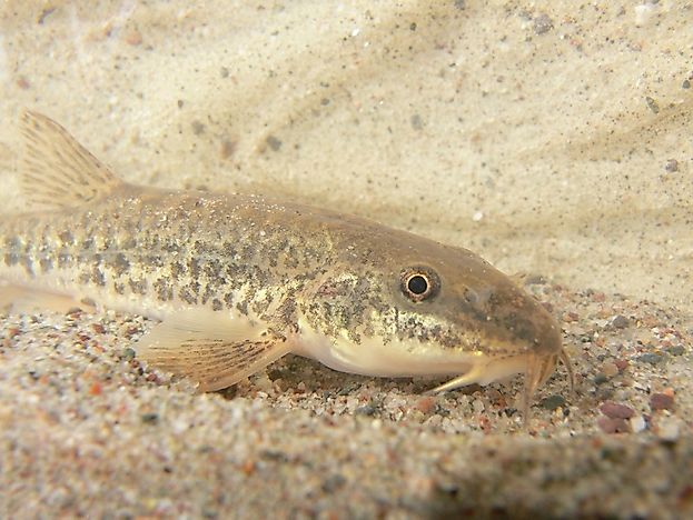 Native Fish of Afghanistan