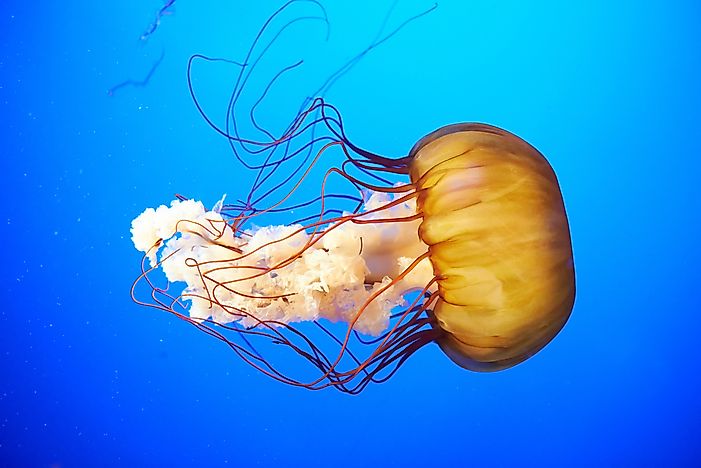 #2 Pacific Sea Nettle