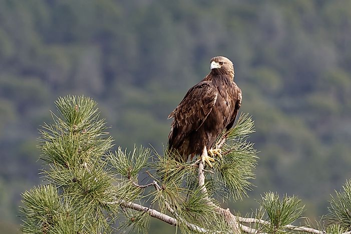 #6 Golden Eagle