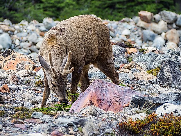 A huemul in Argentina. A huemul in Argentina.