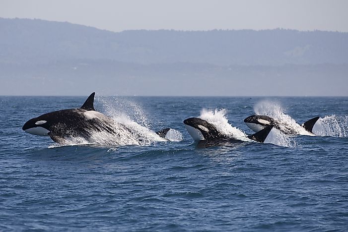 The 5 Marine Ecozones of Canada