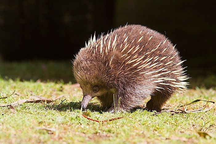 Short-Beaked Echidnas - Animals Of Australia