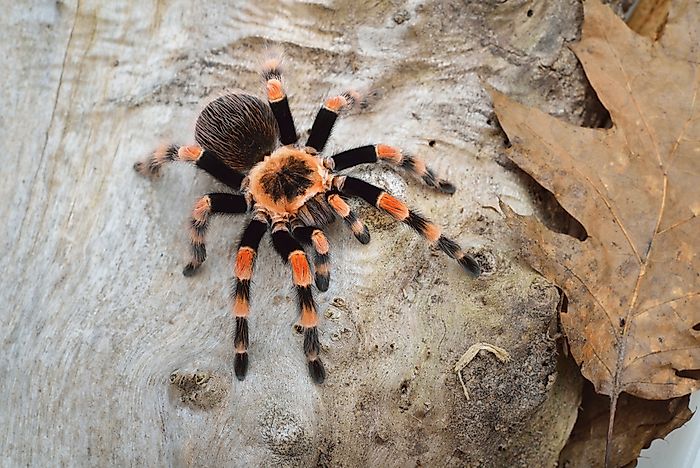 A tarantula in Australia. A tarantula in Australia.
