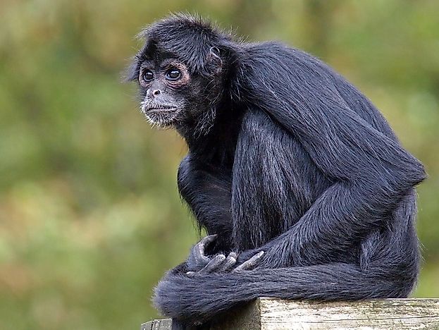Endangered Mammals Of Ecuador