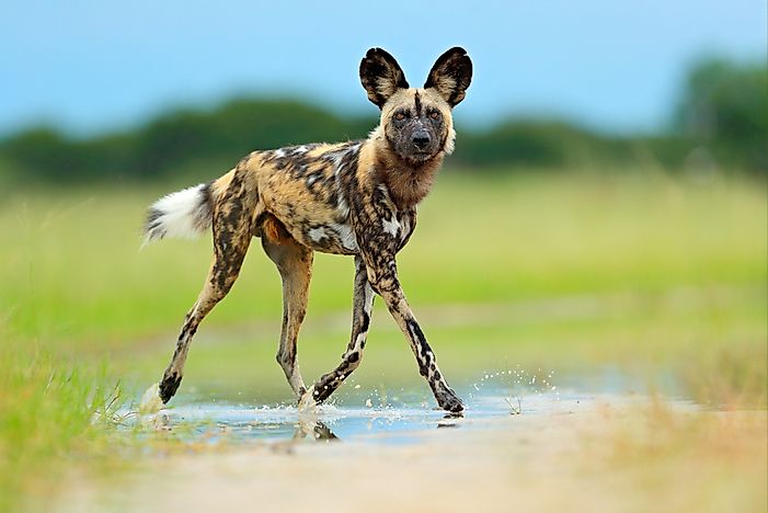#2 African wild dog