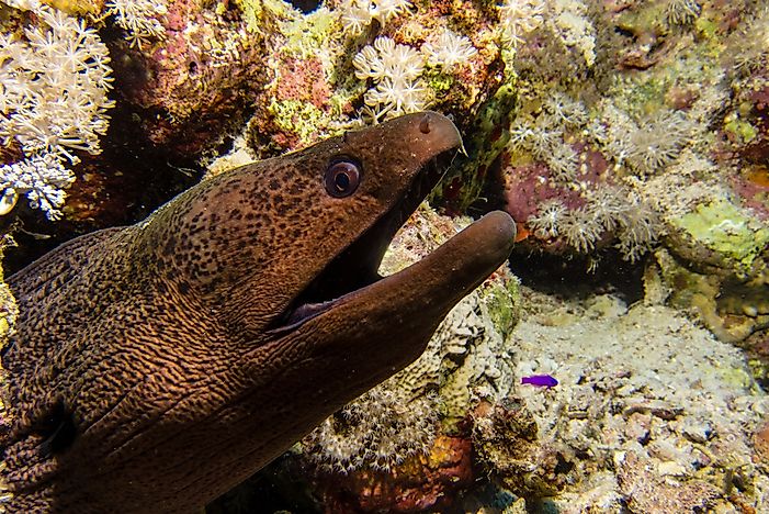 A moray eel in the Black Sea. A moray eel in the Black Sea.