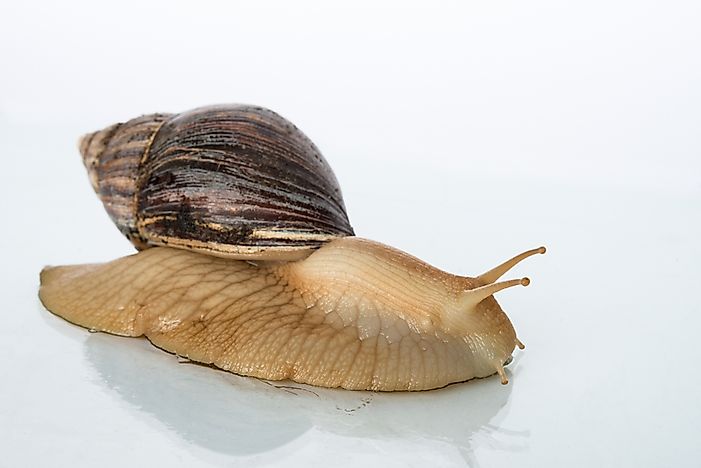#7 African Giant Snail