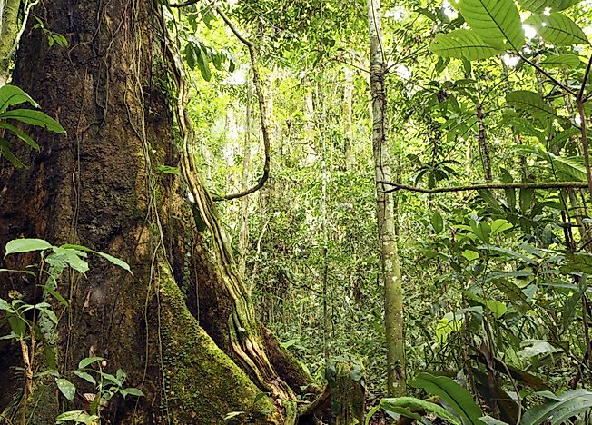 Countries With The Most Threatened Plant Species