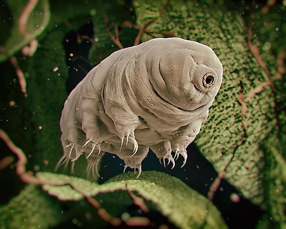 What is a Water Bear?