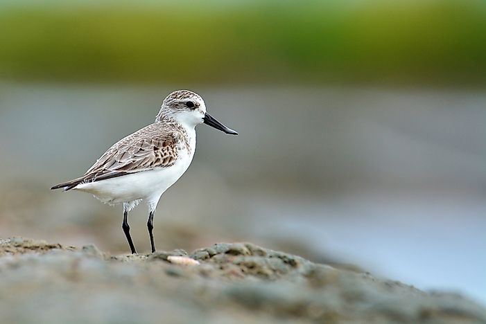 Spoon-Billed Sandpiper Facts - Animals of the World