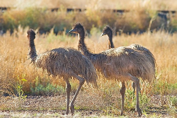 Native Birds Of Australia