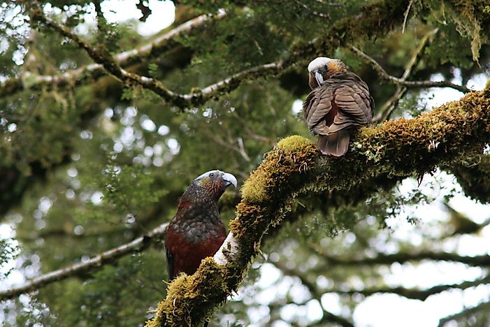 #1 New Zealand Kaka