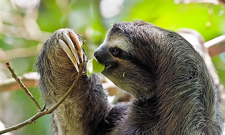 #2 Brown-Throated Sloth -