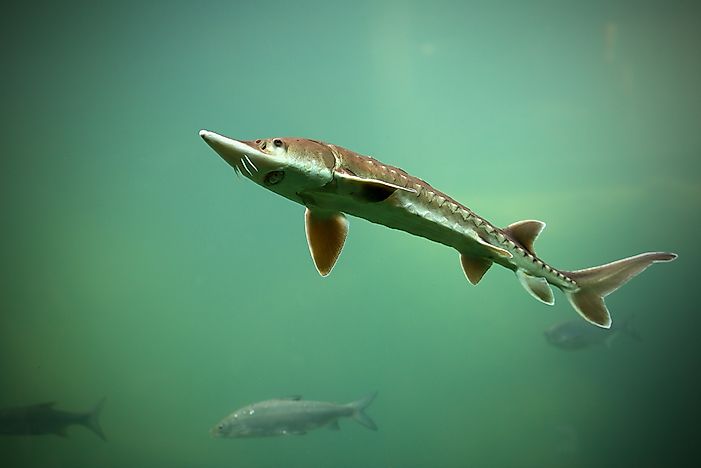 What is the World's Oldest Living Animal?