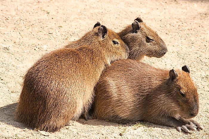 #4 It is a close relative of a guinea pig.