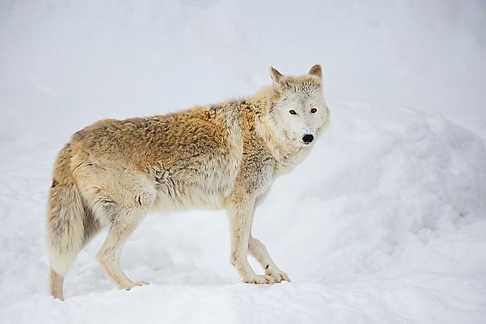 #1 Tundra Wolf