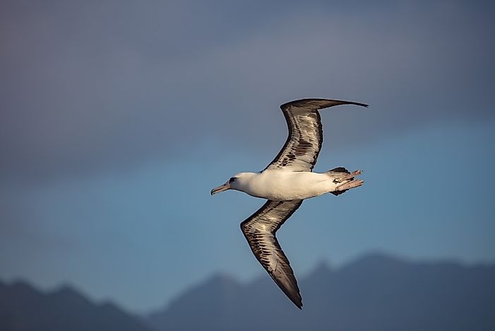 #3 Seabirds Of Hawaii