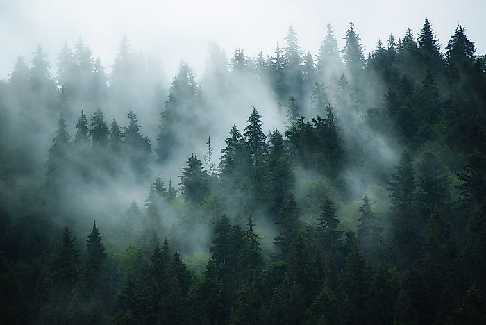 What Are The Different Types Of Fog?